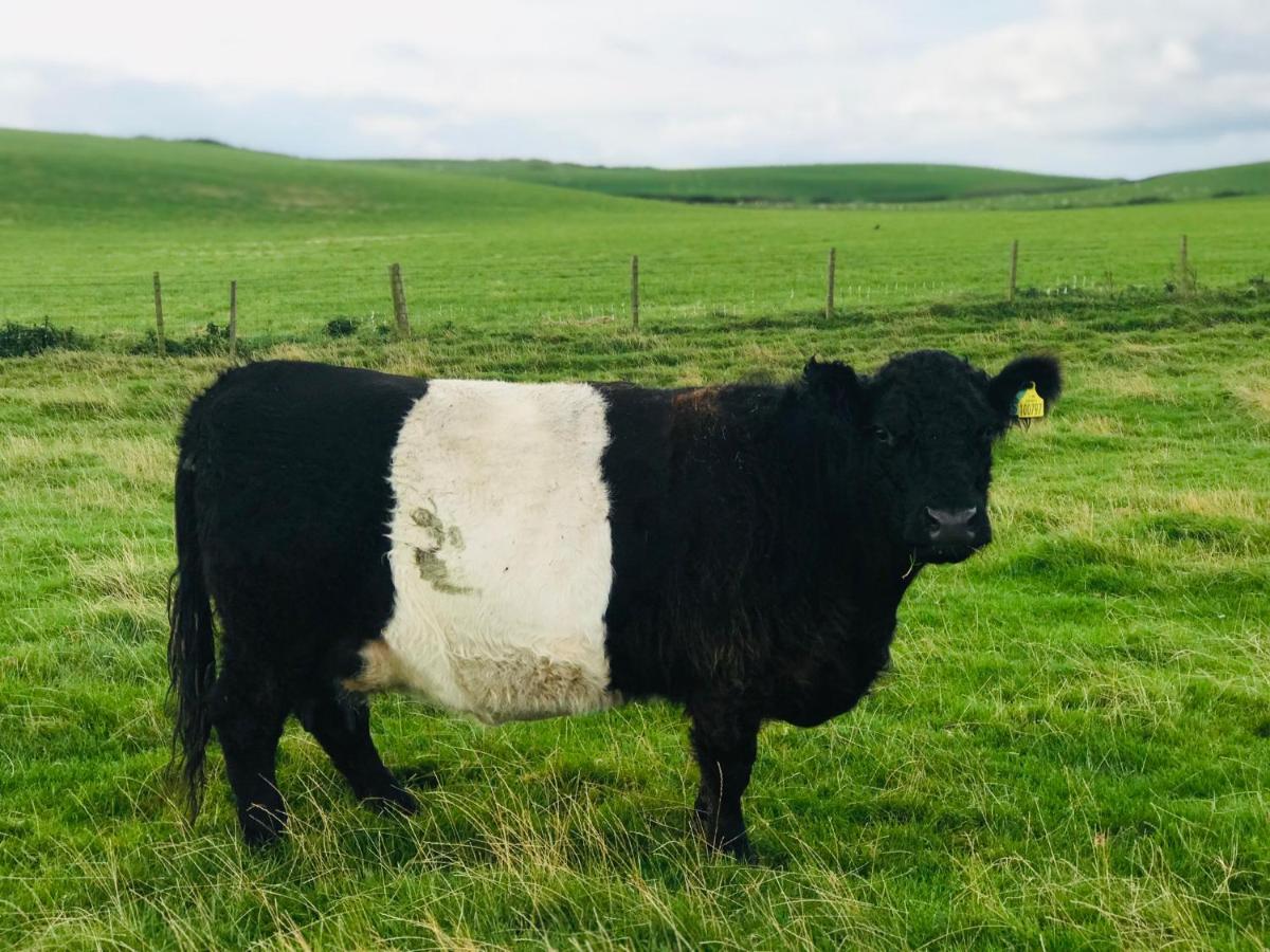Bunnahabhain 5 - Farm Stay - Stunning Sea And Rural Views Stranraer Eksteriør billede